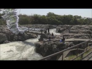 闘竜灘でアユ釣り解禁