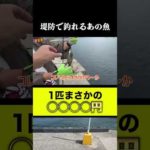 小魚バラバラにして釣りしたら○○○○円になった