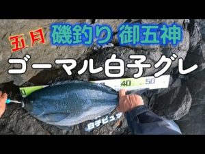 磯釣り 御五神　五月ゴーマル白子グレ　R5.5.21