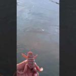 【バス釣り】ボトムアップ最新「スクーパーフロッグダディ/ScooperFrogDaddy」の動きが凄い【アクション研究】