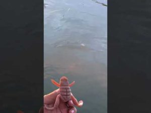 【バス釣り】ボトムアップ最新「スクーパーフロッグダディ/ScooperFrogDaddy」の動きが凄い【アクション研究】