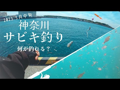 【2023.5月中旬】神奈川 三浦でサビキ釣り 好調！～水中映像～#73