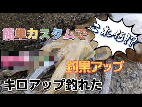【エギング】エギに簡単カスタムで釣果アップ!?マジオススメです#福岡釣り