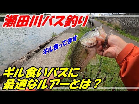 【瀬田川】ギル食いバスには、このルアー!!【バス釣り】