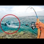 トップルアーに60㎝の大物が食いついた