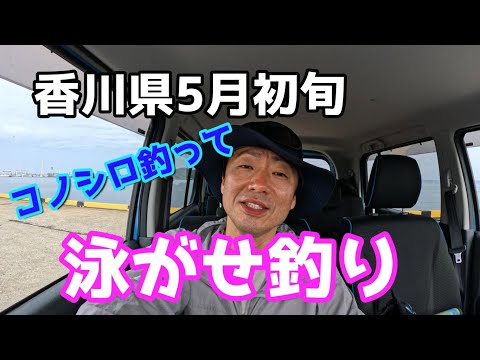 香川県5月初旬　泳がせ釣り情報
