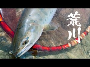 【GWの本流釣り】#3 荒川の本流ヤマメ釣り