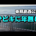 サビキに大物が　東扇島西公園　アジ釣り