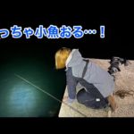小魚がわいている常夜灯を見つけたので釣りをしてみると…