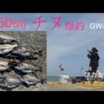 必見!! MAX50㎝チヌ爆釣GW in淡路 フカセ釣り　強風！2枚潮！　こんな時どう釣る？