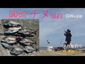 必見!! MAX50㎝チヌ爆釣GW in淡路 フカセ釣り　強風！2枚潮！　こんな時どう釣る？
