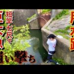 道路沿いの狭い用水路でへらぶな釣りをしたら想定外の巨大魚が釣れた