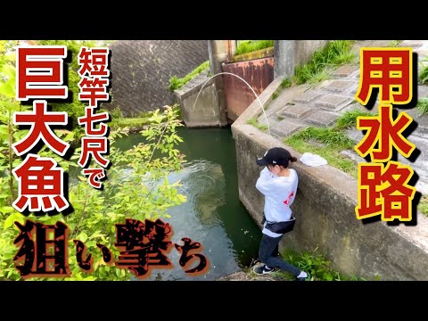 道路沿いの狭い用水路でへらぶな釣りをしたら想定外の巨大魚が釣れた