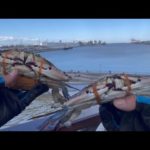 『本当は教えたくないワタリガニの釣り方』仙台港2023.6.3撮影