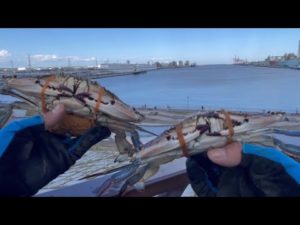 『本当は教えたくないワタリガニの釣り方』仙台港2023.6.3撮影