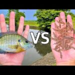 エビ VS ブルーギル - どっちが釣れるか対決したらやっぱり〇〇が最強過ぎた!!