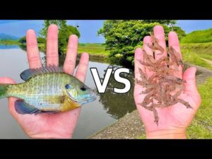 エビ VS ブルーギル - どっちが釣れるか対決したらやっぱり〇〇が最強過ぎた!!