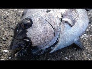 【高知県東部】漁港から過去最大のイシダイを釣り上げる！！【かぶせ釣り】