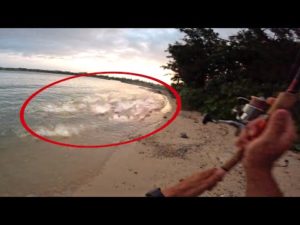 【台風前】異次元の大物の群れが小魚に襲いかかる瞬間ルアーを投げたら…