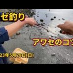 【ハゼ釣り】 アワセのコツ！ 2023年5月28日