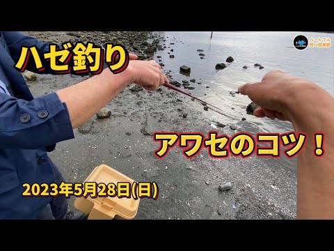 【ハゼ釣り】 アワセのコツ! 2023年5月28日