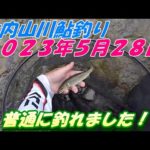【大内山川鮎釣り】阿曽地区広瀬橋＃2023年＃鮎釣り 0