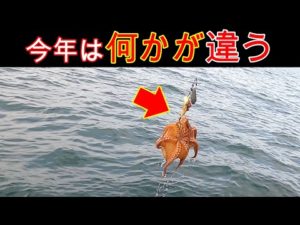 『釣果を伸ばす秘訣はコレ！』明石沖タコ釣り