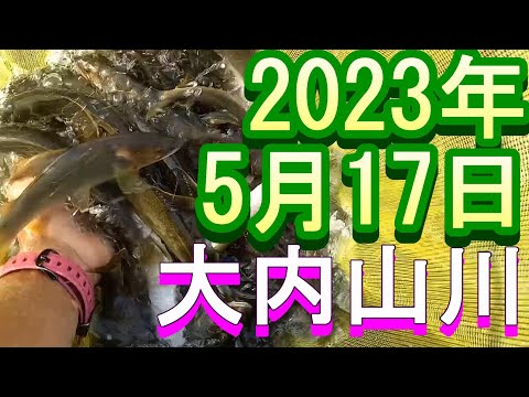 鮎釣り 10cm高引水クリア  田垣内 大内山川 2023年
