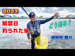 2023 鮎釣り 解禁日 午前中 釣られた後 どう釣る？