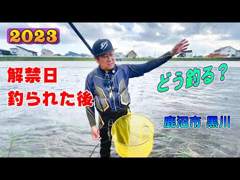 2023 鮎釣り 解禁日 午前中 釣られた後 どう釣る？