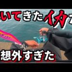 【エギング春】予想外のイカが釣れて竿に大満足した雨の日！（春イカ）（アオリイカ）（エメラルダス80M）