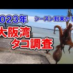 【タコ釣り２０２３年】シーズン到来か！堺新波止で大阪湾タコ釣り調査。５月最終週と６月第一週