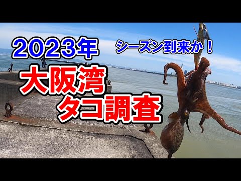 【タコ釣り２０２３年】シーズン到来か！堺新波止で大阪湾タコ釣り調査。５月最終週と６月第一週