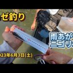 【ハゼ釣り】 雨あがりニゴリ水 2023年6月3日