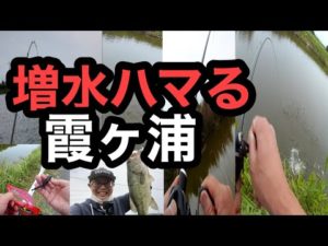 ６月増水でハマったワーム！今週のバス釣り霞ヶ浦ポイントガイド2023年6月8日