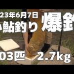 2023年6月7日　小鮎釣り爆釣、ようやくハイシーズン突入しました。
