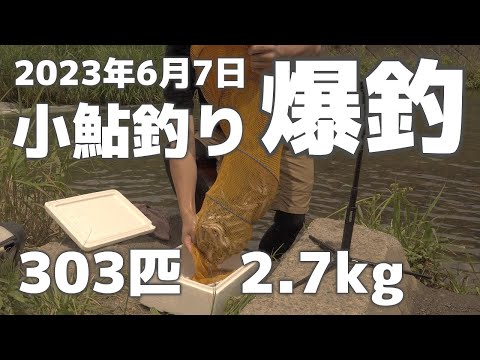 2023年6月7日　小鮎釣り爆釣、ようやくハイシーズン突入しました。
