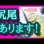 【今日のナンコ！2023.6.8】尻尾あります！【琵琶湖バス釣り】