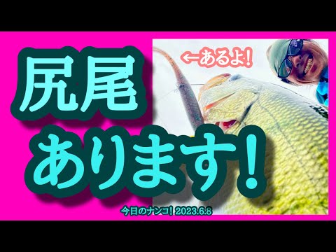 【今日のナンコ！2023.6.8】尻尾あります！【琵琶湖バス釣り】