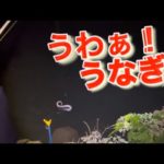 うなぎ釣り日誌２０２３