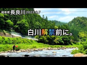 【鮎釣り】2023年初釣行！長良川（岐阜県）｜6月7日【友釣り】