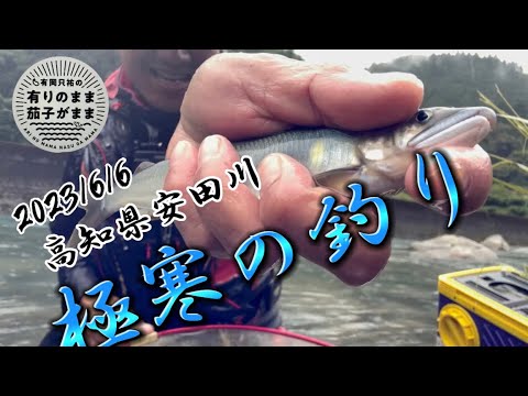 【鮎釣り】2023/6/6  大増水後の安田川を釣る
