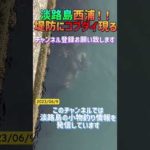 淡路島某所コブダイ現る！ #淡路島釣り