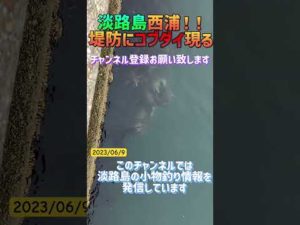 淡路島某所コブダイ現る！ #淡路島釣り