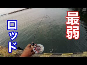 【チヌヘチ釣り】極細トラウトロッドでの落とし方、アタリの出方、合わせ方