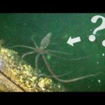 海で生き物を捕まえる！まじで悲しくなった日…