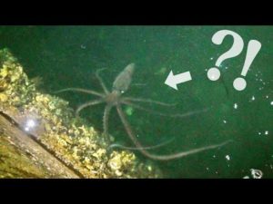 海で生き物を捕まえる！まじで悲しくなった日…