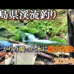 【渓流釣り】6月福島県渓流釣り！「 雨上がりの濁った水に絶大な効果！」天然イワナを求めて山奥へ向かう！！