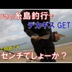 【キス釣り】糸島にデカギスいるいる～♪九州二十人の会の結果報告も