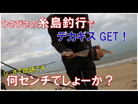 【キス釣り】糸島にデカギスいるいる～♪九州二十人の会の結果報告も